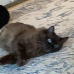 Meet your Posher, Allie